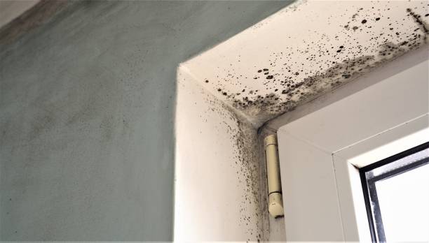 Reliable Sun Lakes, AZ Mold Removal Solutions