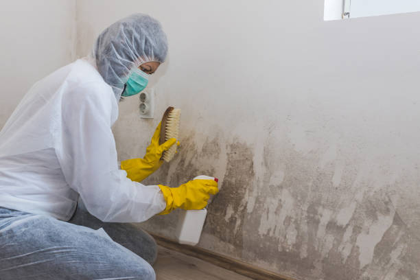 Best Basement Mold Removal  in Sun Lakes, AZ