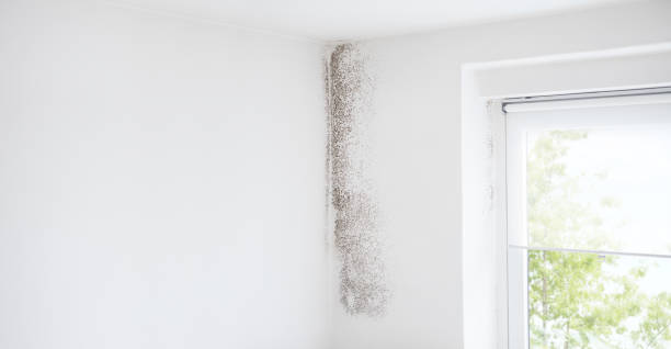Best Industrial Mold Remediation  in Sun Lakes, AZ