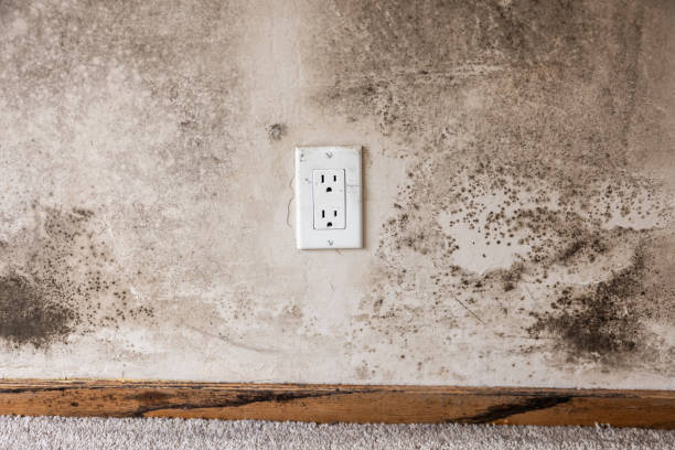 Best Emergency Mold Remediation  in Sun Lakes, AZ