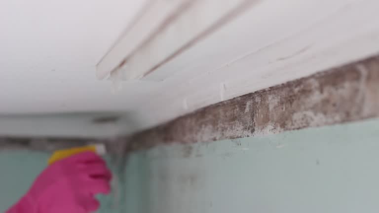  Sun Lakes, AZ Mold Removal Pros
